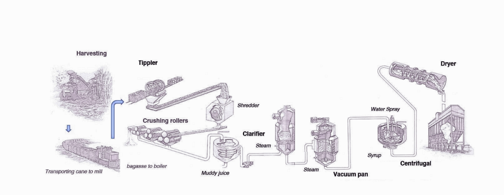 şeker zinciri süreci